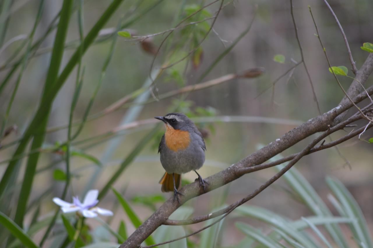 Lydall Wild Tranquil Garden Suites โจฮันเนสเบิร์ก ภายนอก รูปภาพ
